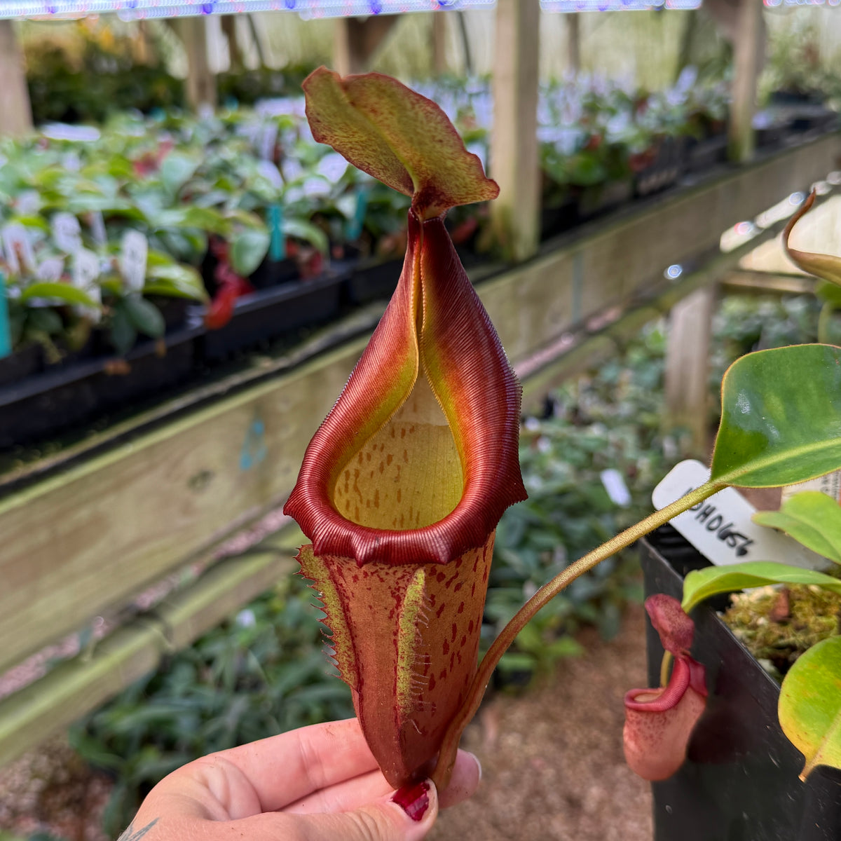 A hand holding a tall pitcher plant with a deep reddish-brown and yellow-green trap in a greenhouse setting.