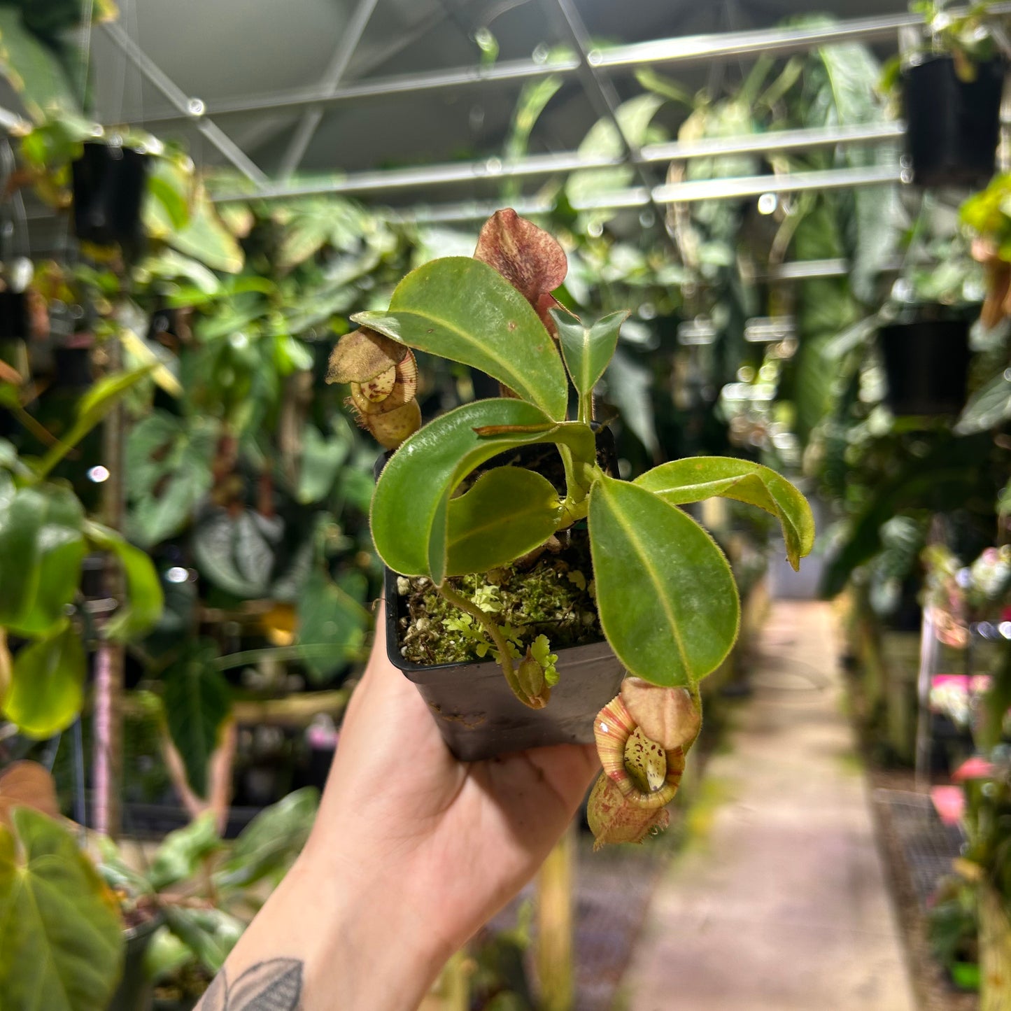 [W194] Nepenthes Song of Melancholy x [lowii x veitchii) x boschiana]-white M