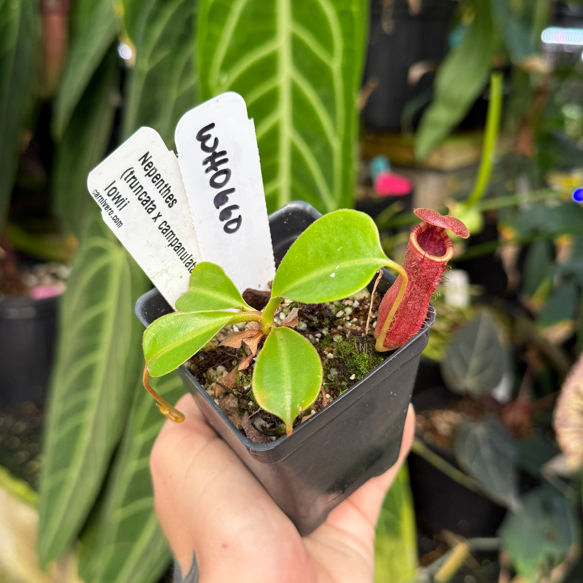 WH0660	Nepenthes (truncata x campanulata) x lowii CAR-0099	(S)