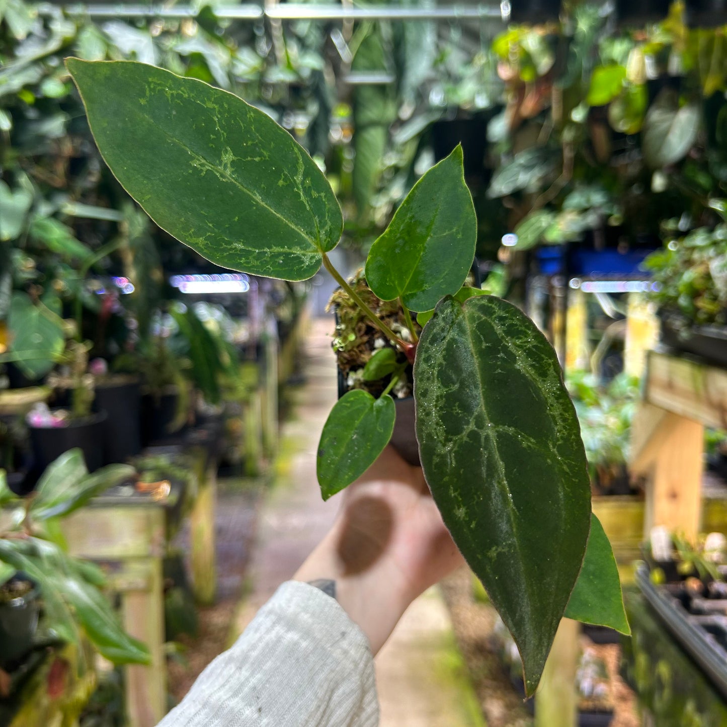 [W195] Anthurium 'Michelle' x (antolakii x portillae), CAR-0844 Blister variegated M