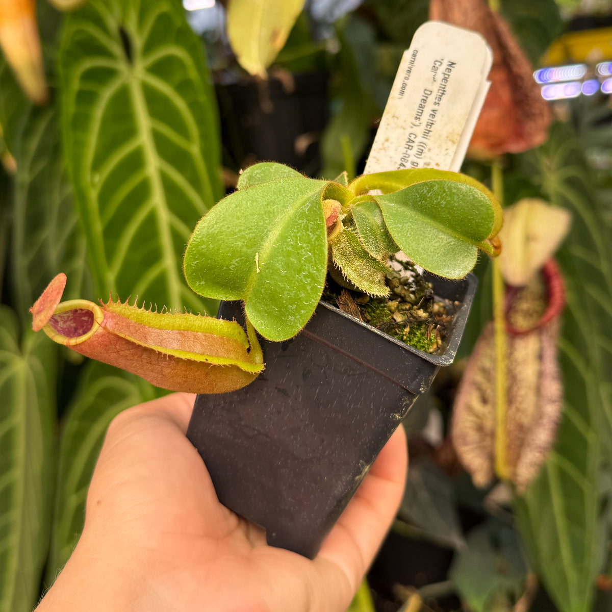 hand holding potted nepenthes 