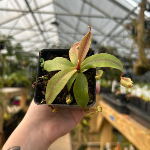 Nepenthes rokko Ep x boschiana hybrid with pale green leaves edged red and a small pitcher on a tendril in a square pot CAR-0892