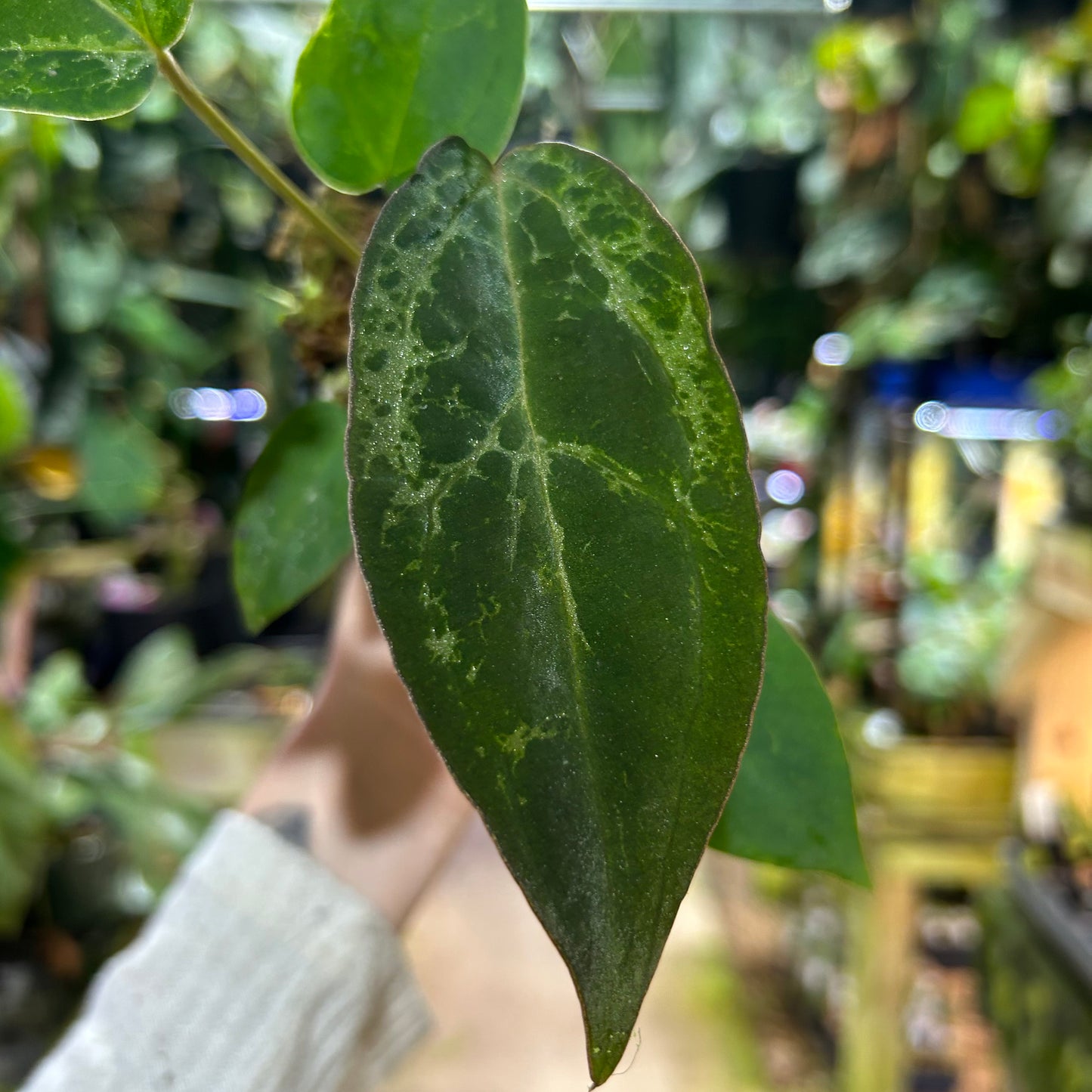 [W195] Anthurium 'Michelle' x (antolakii x portillae), CAR-0844 Blister variegated M