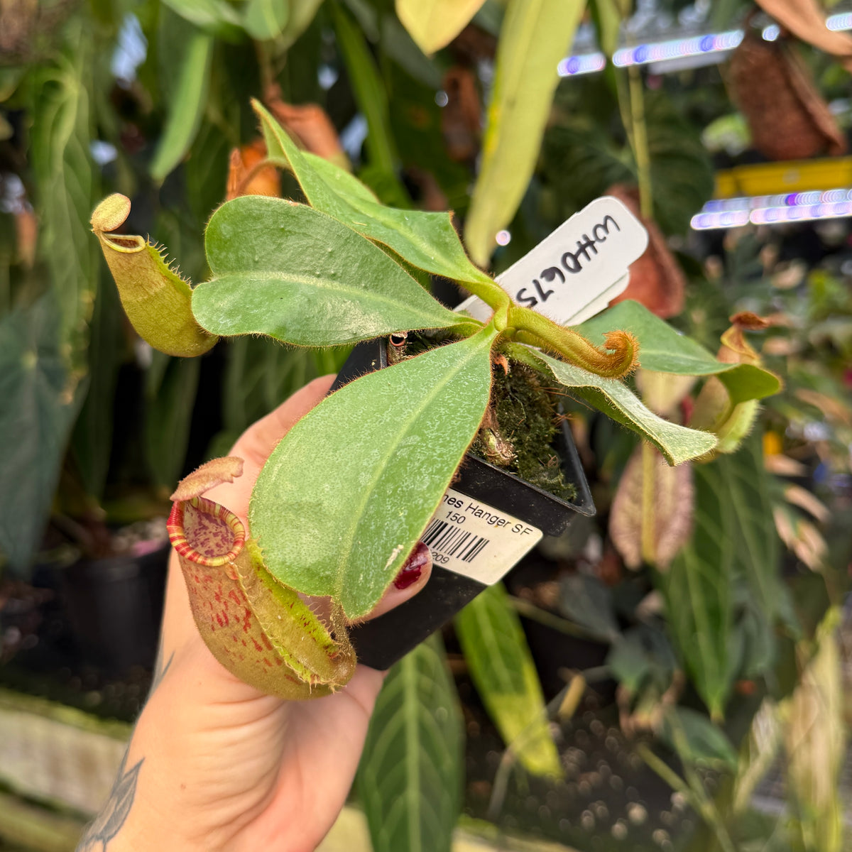A hand holding a small potted Nepenthes plant with green leaves, pitcher buds, and a white plant tag in a greenhouse setting.