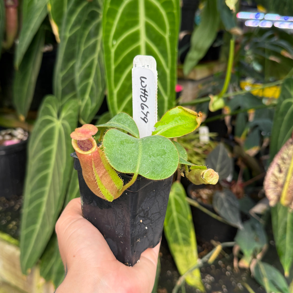 hand holding potted nepenthes 
