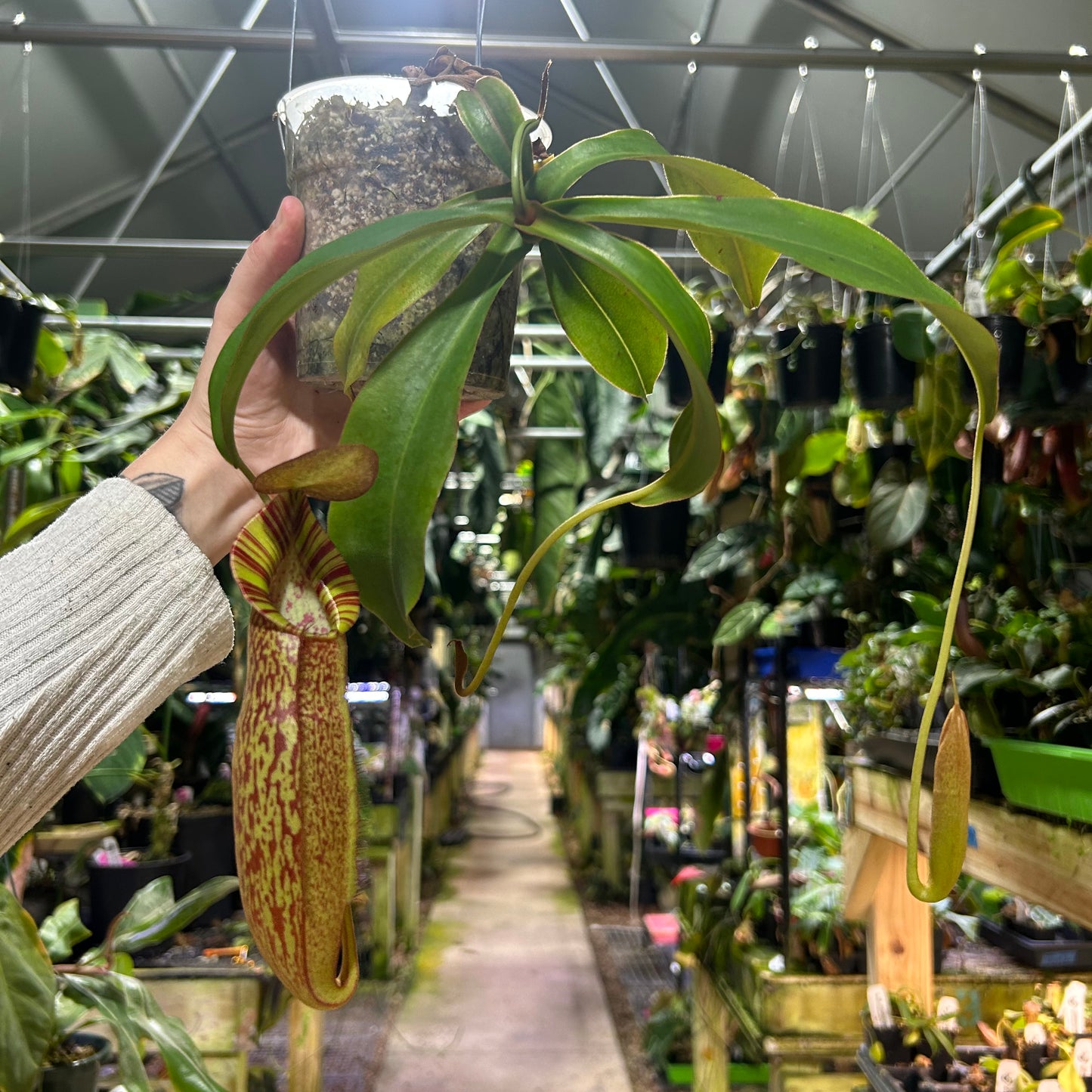 [W199] Nepenthes spathulata x spectabilis, BE-3314 XL