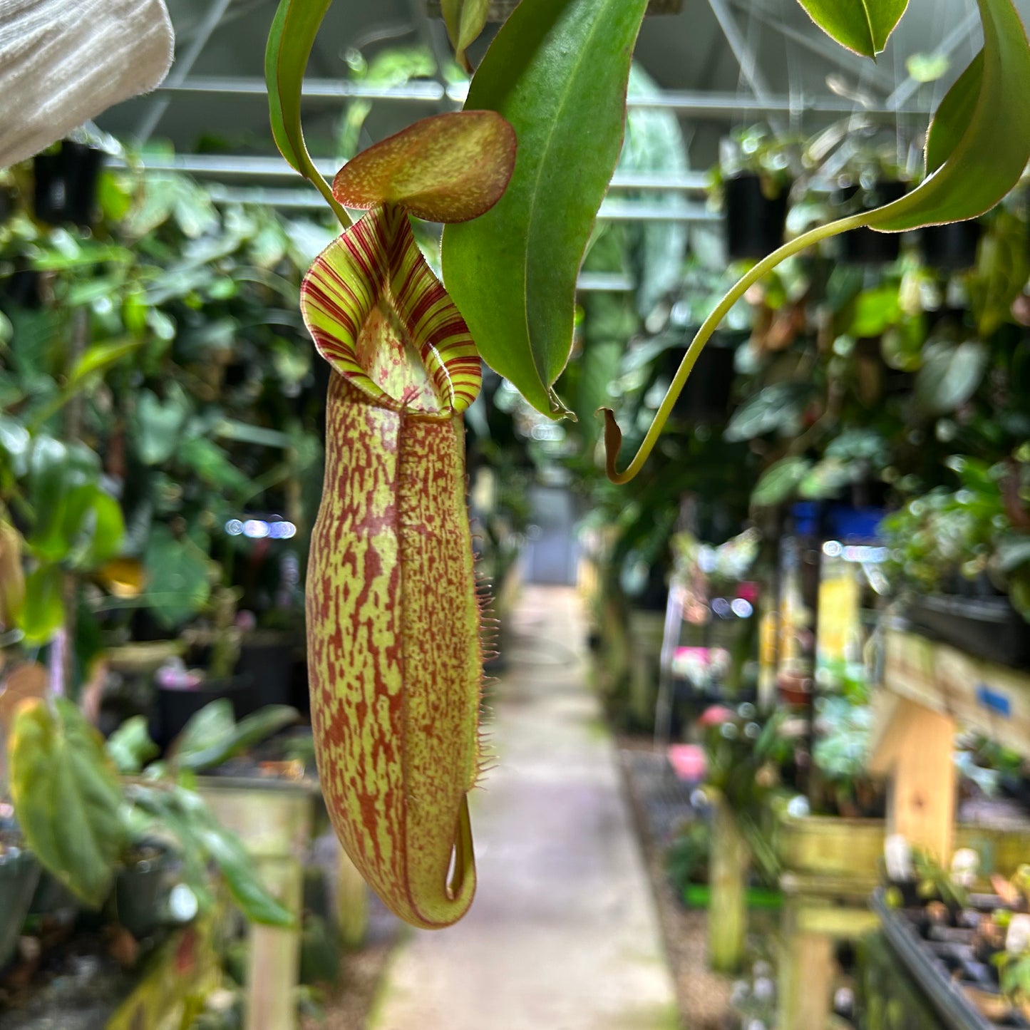 [W199] Nepenthes spathulata x spectabilis, BE-3314 XL