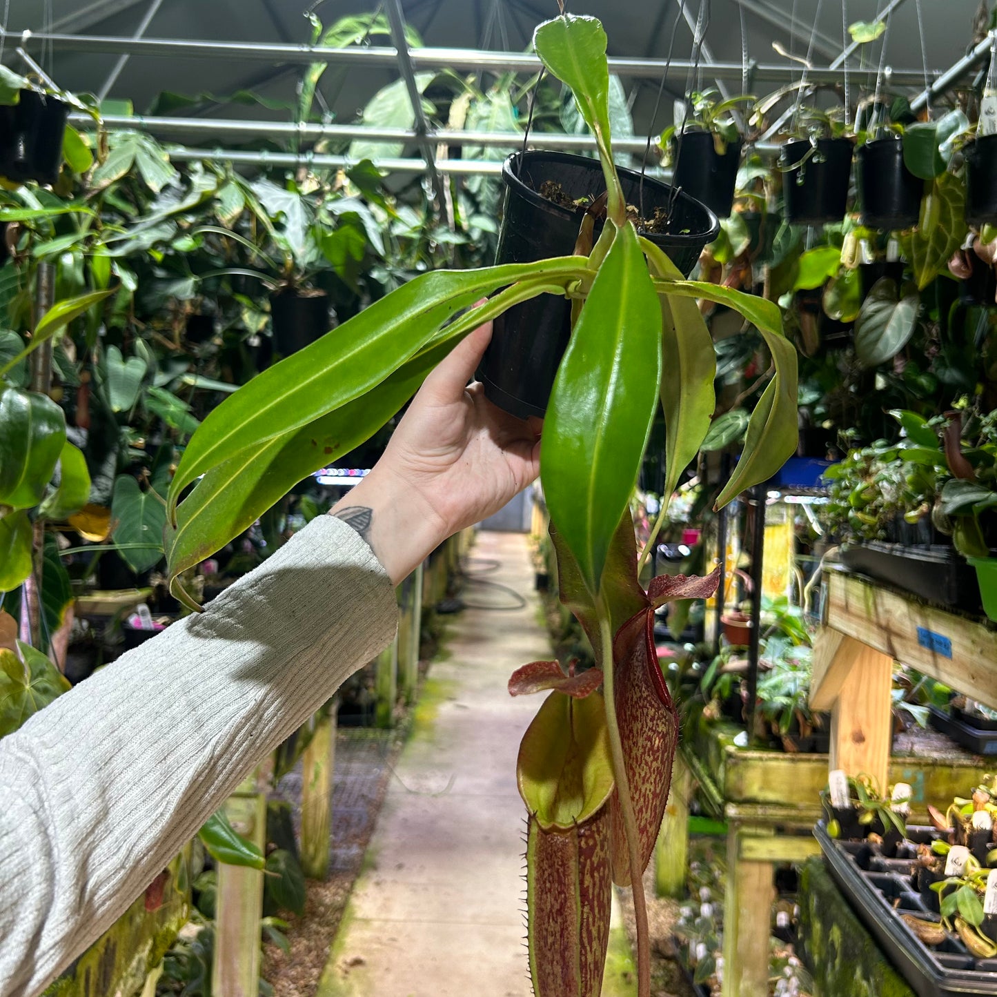 [W198] Nepenthes Song of Melancholy x (spathulata x jacquelineae) "BE's Best", CAR-0045 XL