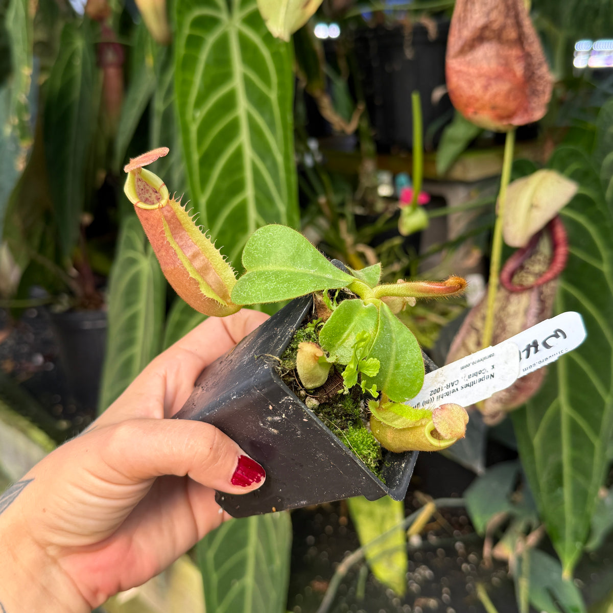 pitcher plant
