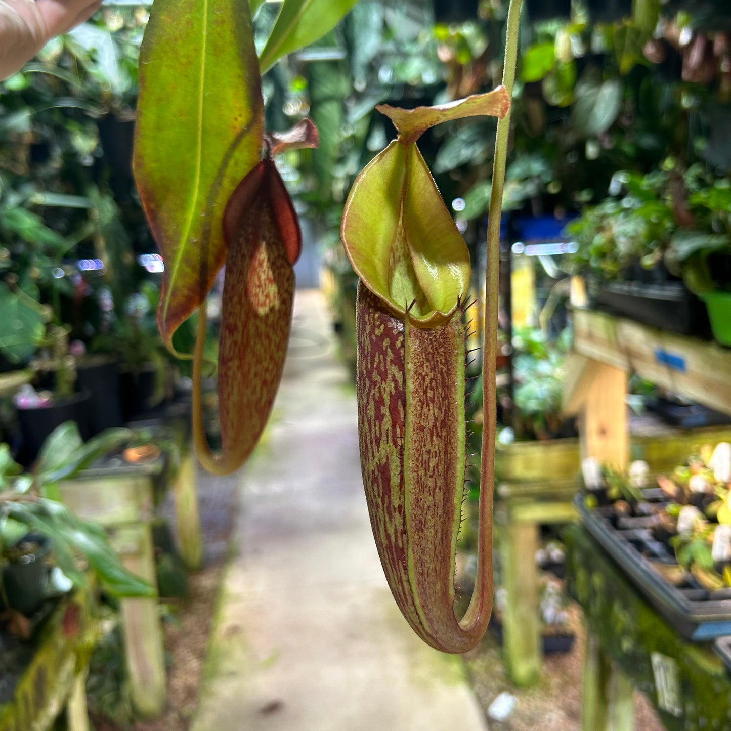 [W198] Nepenthes Song of Melancholy x (spathulata x jacquelineae) "BE's Best", CAR-0045 XL