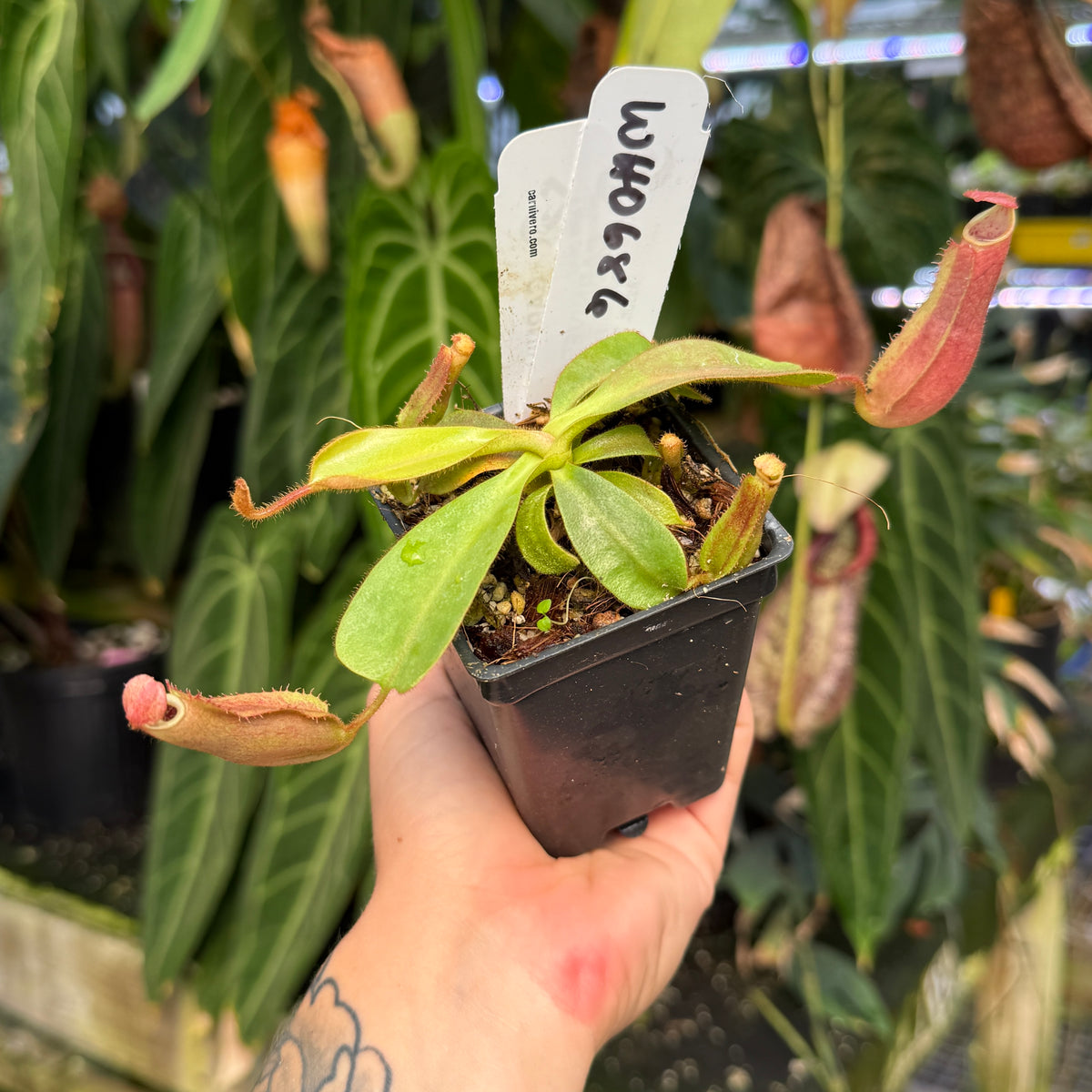 WH0686	Nepenthes veitchii [(Murud x Candy)-Giant x Pink Candy Cane], CAR-0735 (M)