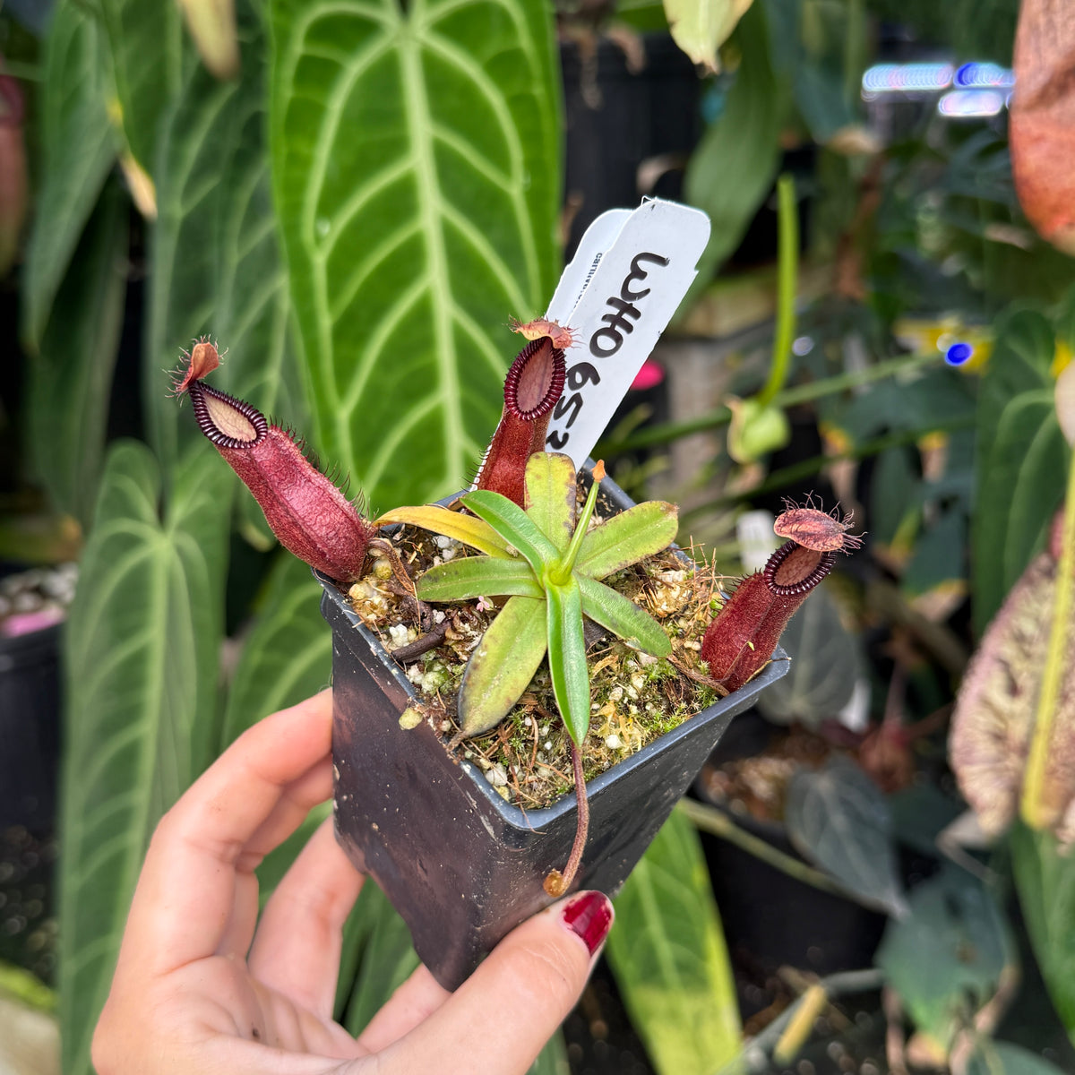 hand holds nepenthes 