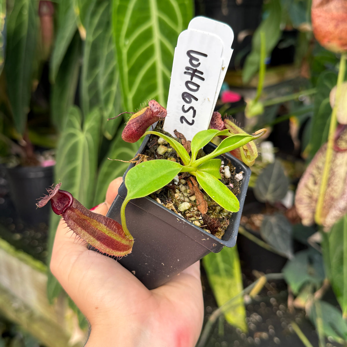 A hand holding a small potted carnivorous plant with green leaves and reddish-purple pitcher traps in a black plastic pot, with a handwritten white label in the background of a greenhouse setting.