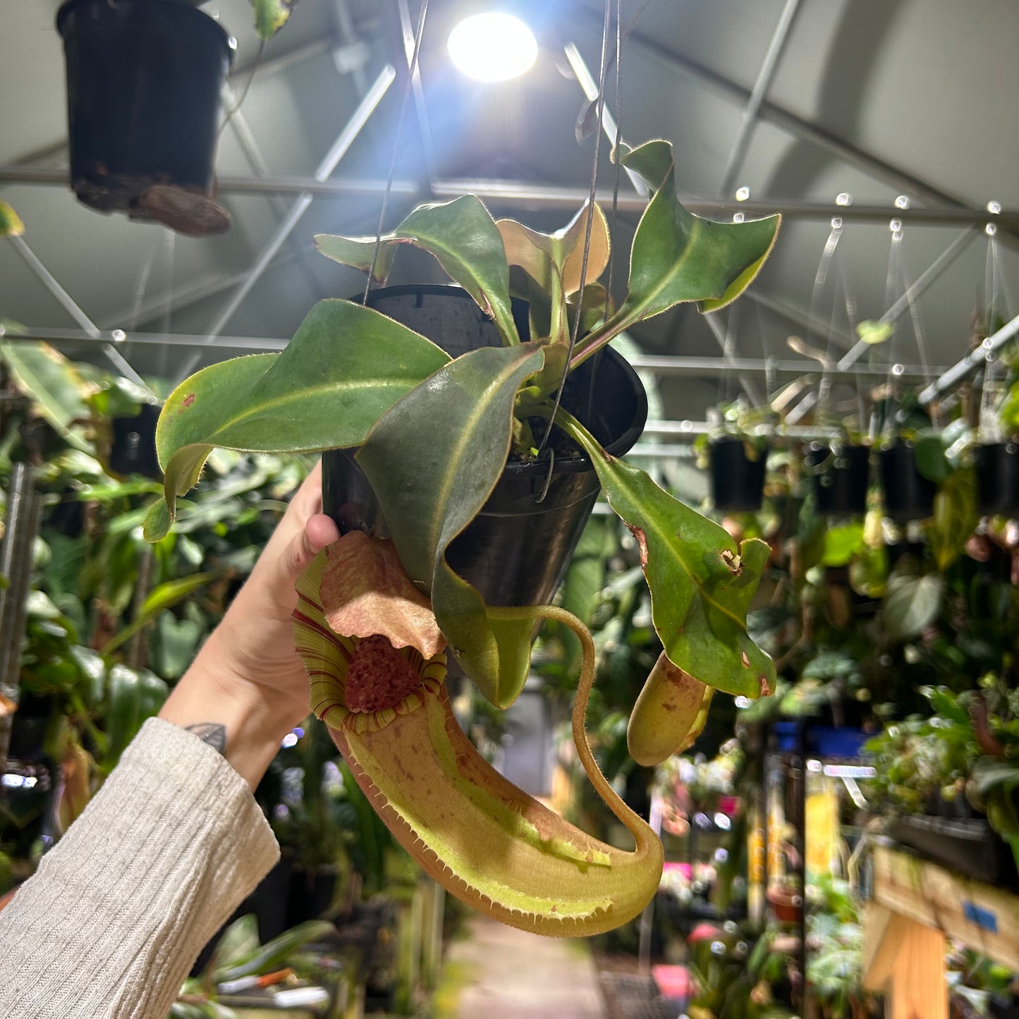 [W196] Nepenthes (veitchii x allardii) #3 x {'Song of Melancholy' x [(lowii x veitchii) x boschiana]} #2, CAR-0959 XL