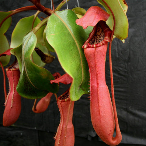 Close up of Nepenthes Song of Melancholy x clipeata with a red tubular pitcher and broad green leaves against a dark backdrop.