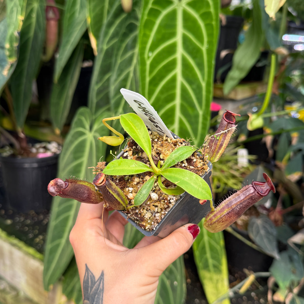 A hand holds a small potted carnivorous pitcher plant with green leaves and reddish-purple traps, set against a background of lush green houseplants.
