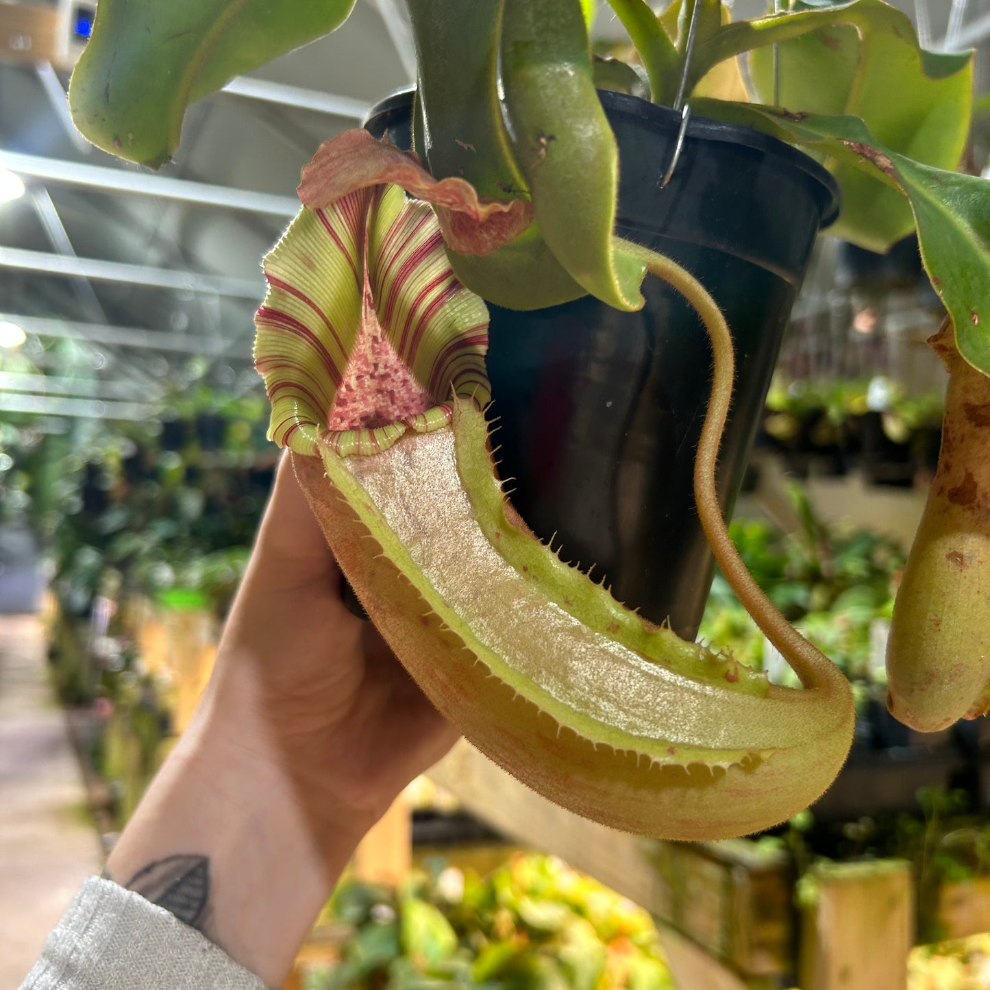 [W196] Nepenthes (veitchii x allardii) #3 x {'Song of Melancholy' x [(lowii x veitchii) x boschiana]} #2, CAR-0959 XL