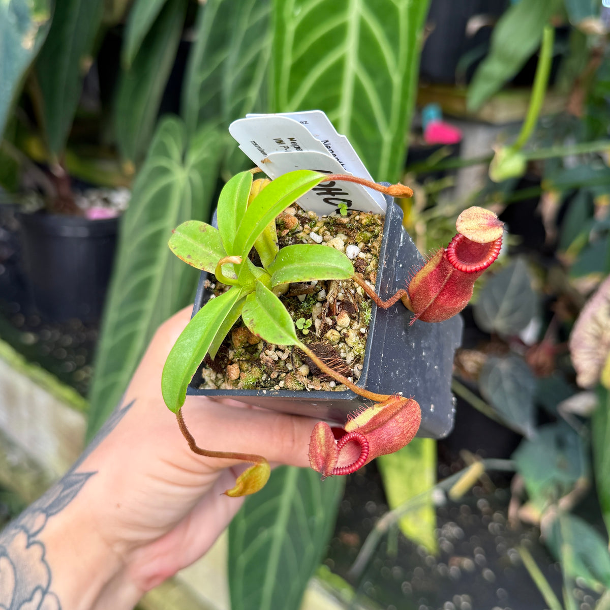 A hand holds a small potted Nepenthes pitcher plant in a black plastic nursery pot. The plant has green leaves and reddish-pink pitcher traps, with a white tag attached.