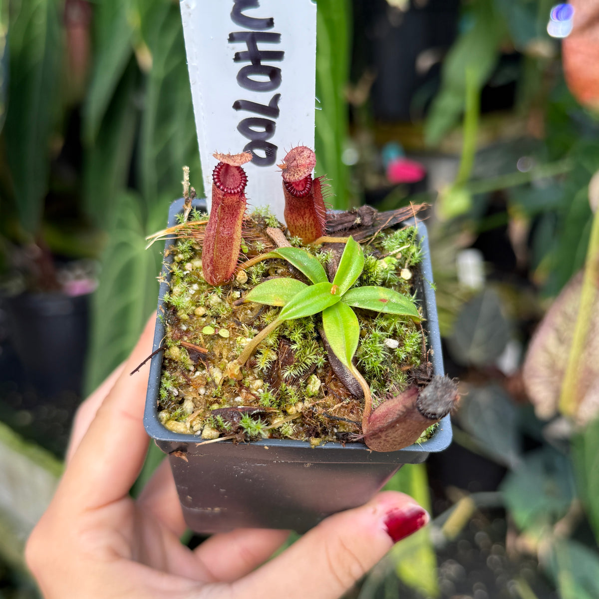 A hand with red nail polish holds a small potted carnivorous plant. The plant features two reddish-brown pitcher plants and a small green star-shaped center plant, growing in mossy soil inside a square black plastic pot.
