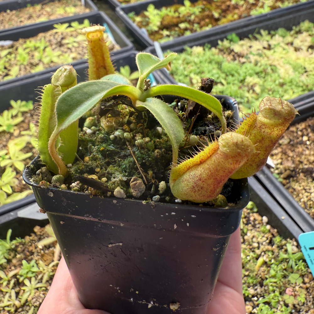 Nepenthes 'Song of Melancholy' x trusmadiensis, CAR-0607