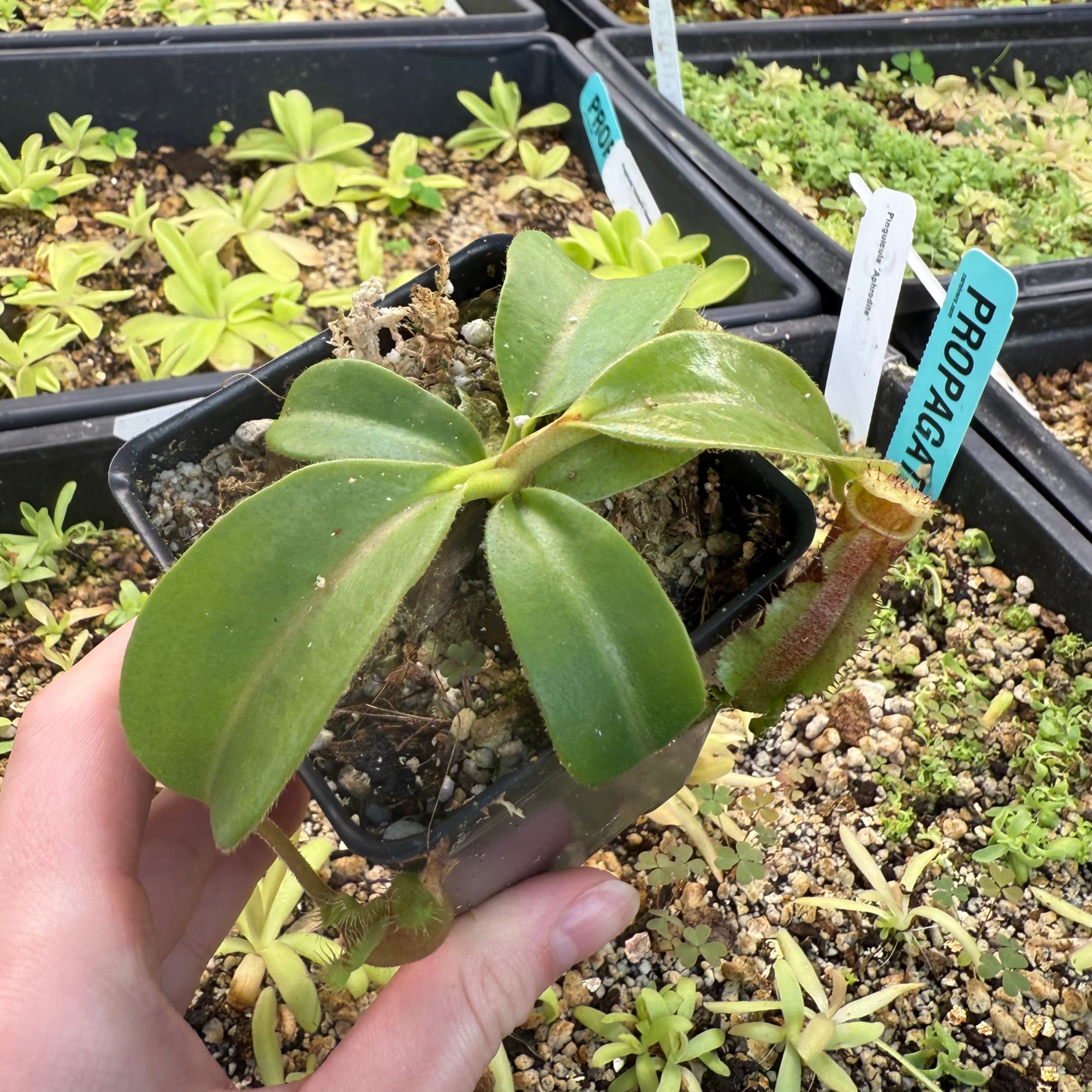 Nepenthes 'Song of Melancholy' x trusmadiensis, CAR-0607