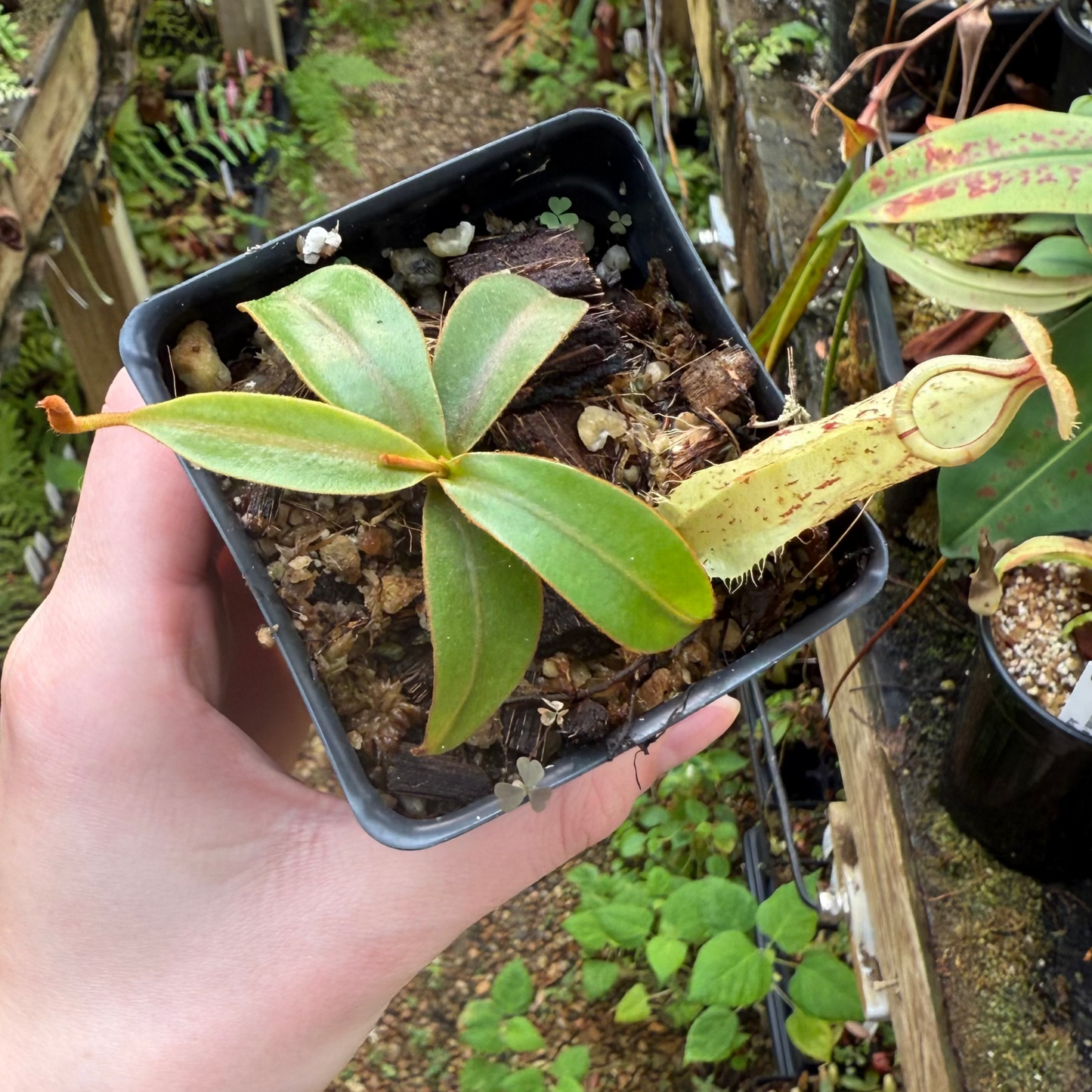 Nepenthes rafflesiana JB x (sumatrana x platychila), CAR-0909