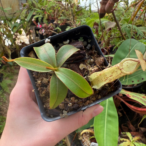 Nepenthes rafflesiana JB x sumatrana x platychila with pale yellow pitcher and green leaves in a small pot
