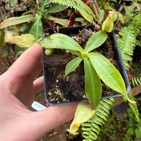 Nepenthes rafflesiana JB x eymae x veitchii cutting with long green leaves and an emerging pitcher on a short tendril.