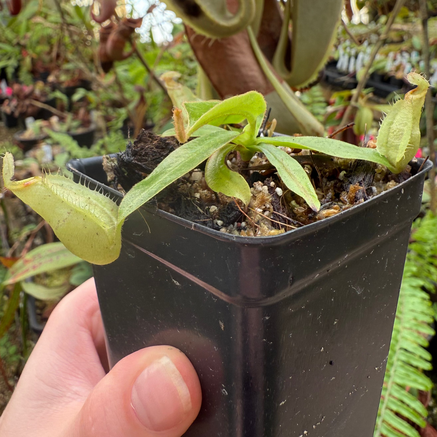 Nepenthes rafflesiana JB x (eymae x veitchii), CAR-0910