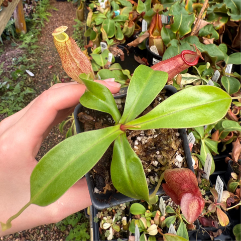 Nepenthes spectabilis x lowii x spathulata x jacquelineae BE CAR-0641 in a small pot with a tall orange pitcher and broad glossy green leaves