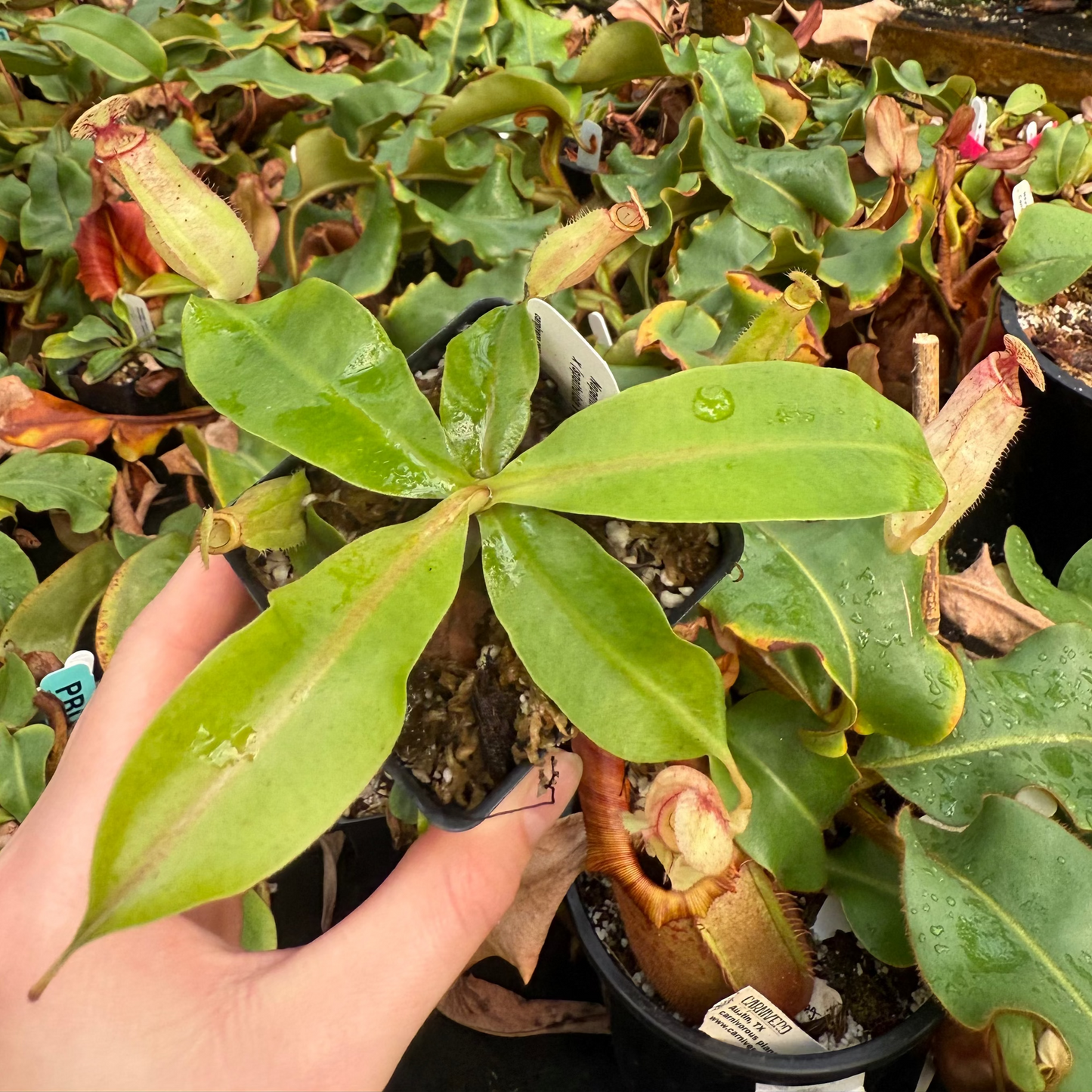 Nepenthes (spectabilis x lowii) x (spathulata x jacquelineae)-BE, CAR-0641