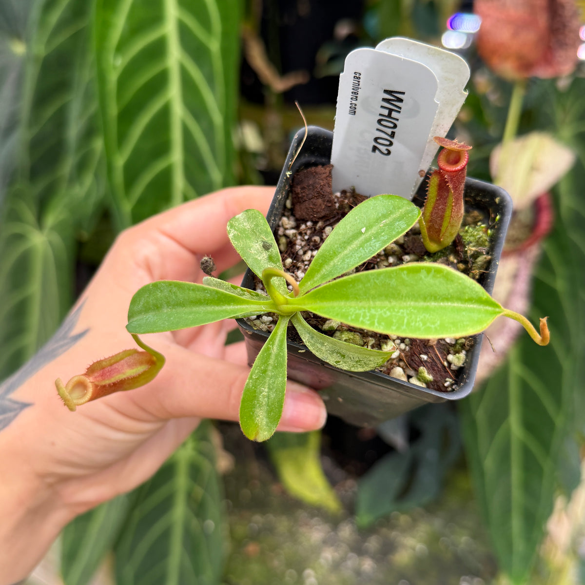 WH0702	Nepenthes (spathulata x jacquelineae) x macrophylla, CAR-1103	(M)