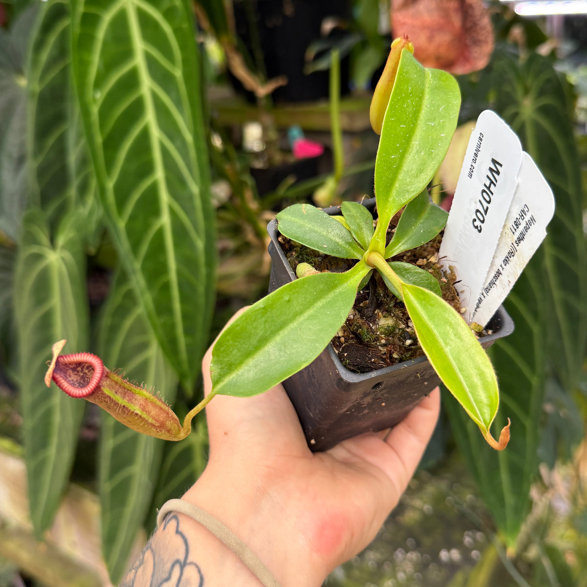 WH0703	Nepenthes [(Rokko x boschiana) x veitchii] x edwardsiana, CAR-0811	(M)