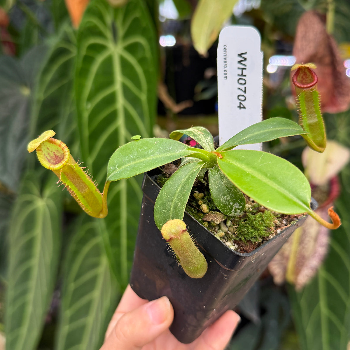 WH0704	Nepenthes (lowii x veitchii 'John Yates' x edwardsiana, CAR-0432 (M)