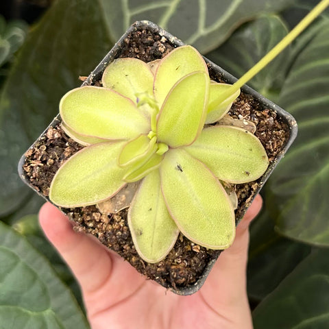 Pinguicula Moranensis var alba x emarginata rosette in a small square pot