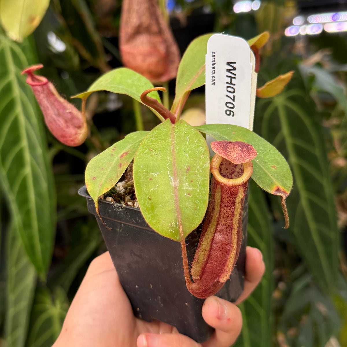 WH0706	Nepenthes [(Rokko x boschiana) x veitchii] x 'Redonkulas', CAR-0771	(M)