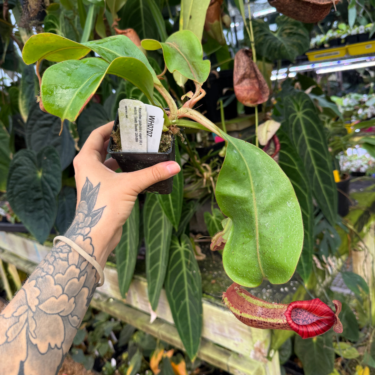 WH0707	Nepenthes (platychila x vogelii) x veitchii 'Candy Dreams', CAR-0984	(XL)