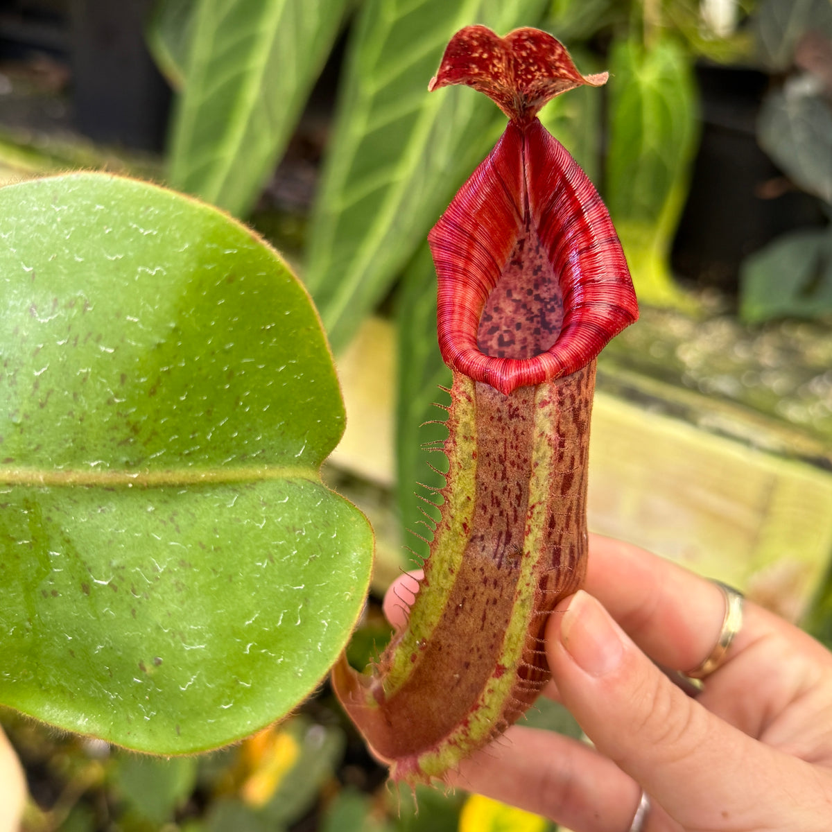 WH0707	Nepenthes (platychila x vogelii) x veitchii 'Candy Dreams', CAR-0984	(XL)