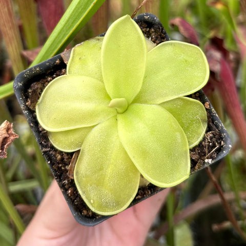 Pinguicula Moranensis var caudata x spec guatemala rosette with lime green fleshy leaves in a small black pot