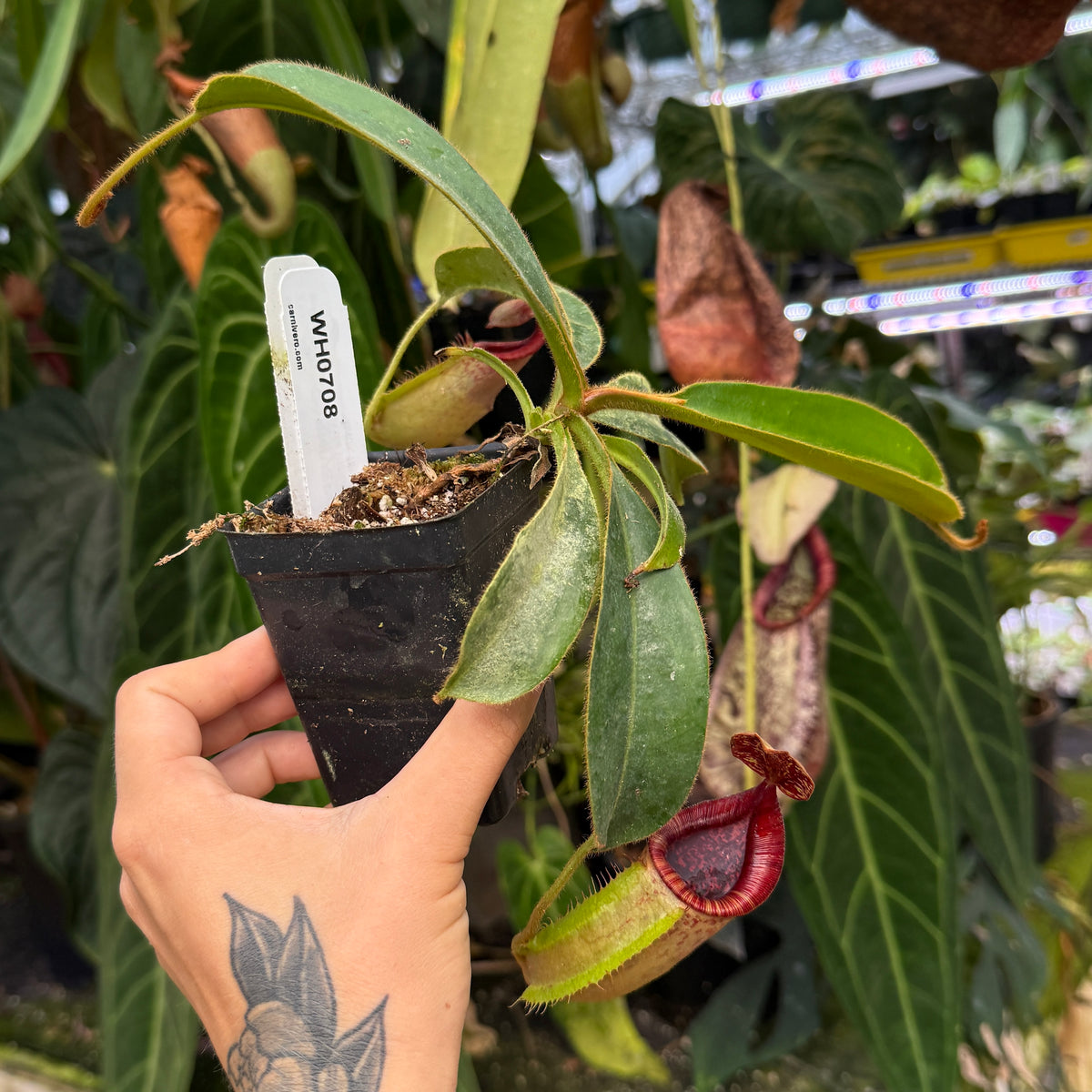 WH0708	Nepenthes veitchii (Murud x Candy)-Best x (peltata x tenuis), CAR-0431 (L)