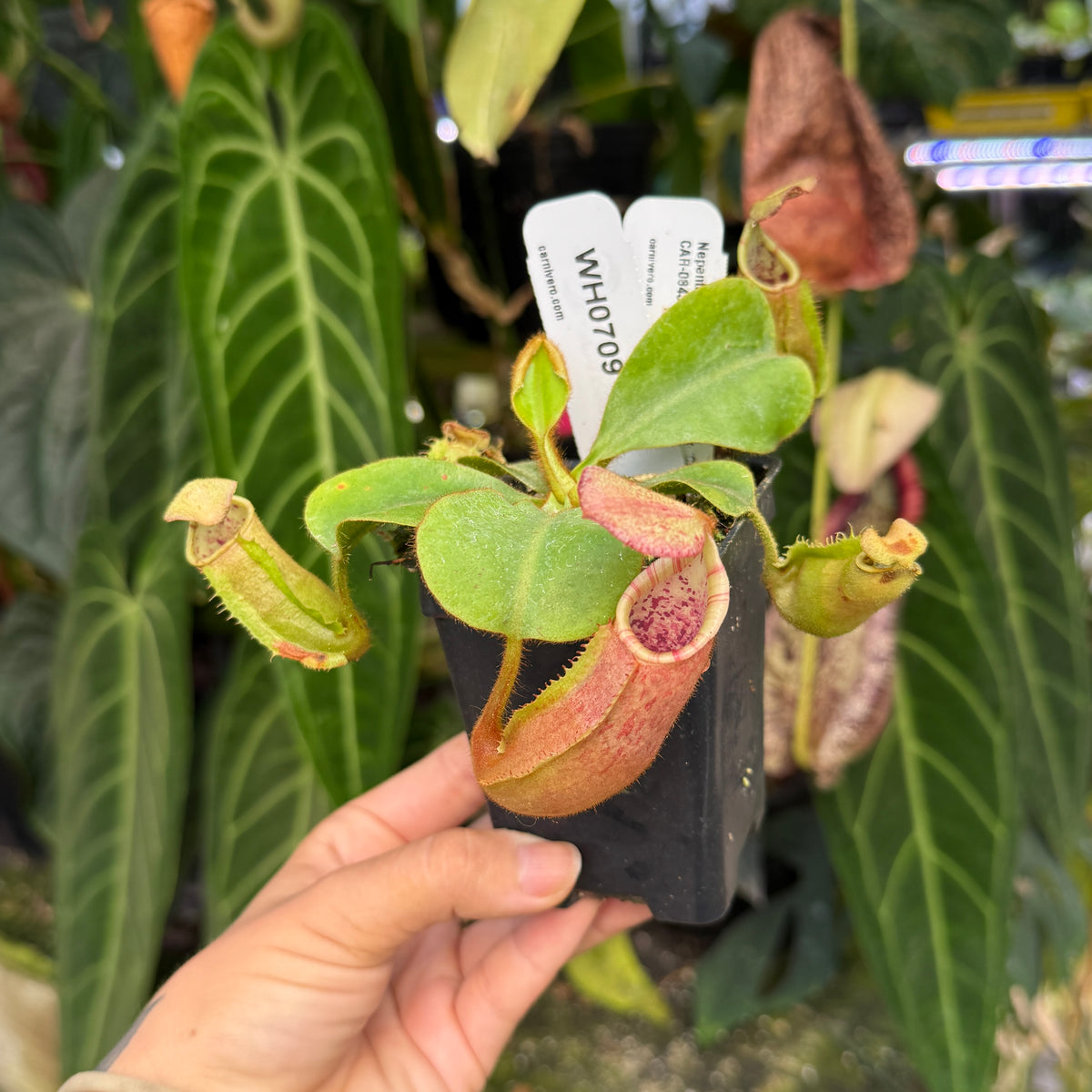 WH0709	Nepenthes veitchii ((m) grex#2 x 'Candy Dreams'), CAR-0843	(M)