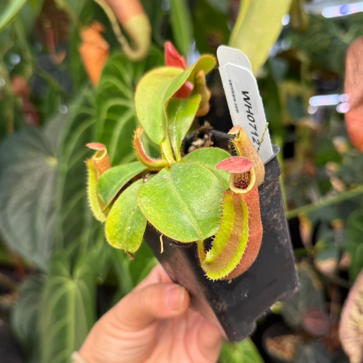 WH0712	Nepenthes veitchii [(Murud x Candy) -Best Clone x (Akazukin x Bario)], CAR-0441	(M)