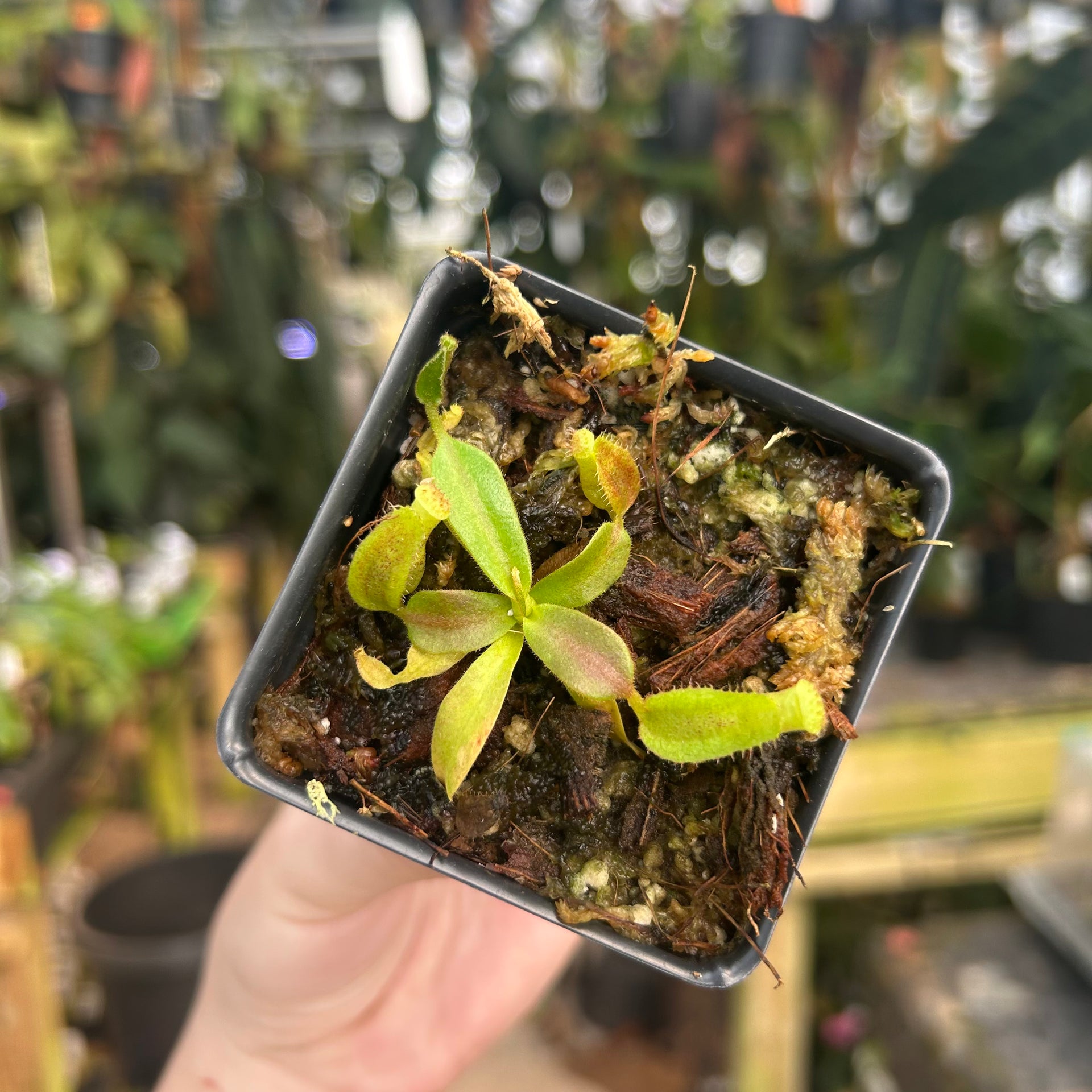 Nepenthes veitchii LL x vogelli, CAR-0726 – Carnivero