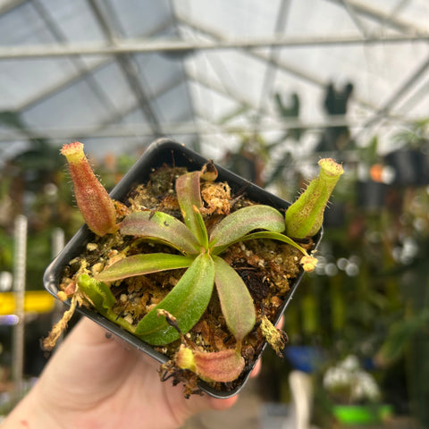 Nepenthes veitchii LL x vogelli hybrid in a small square pot with green leaves and red tinged pitchers in a greenhouse.
