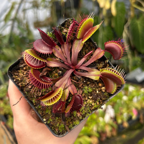 Venus flytrap cultivar Krampfader with deep red traps in a small pot.
