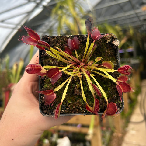 Venus flytrap boomans mutant with bright red snapping traps arranged in a rosette in a square pot.