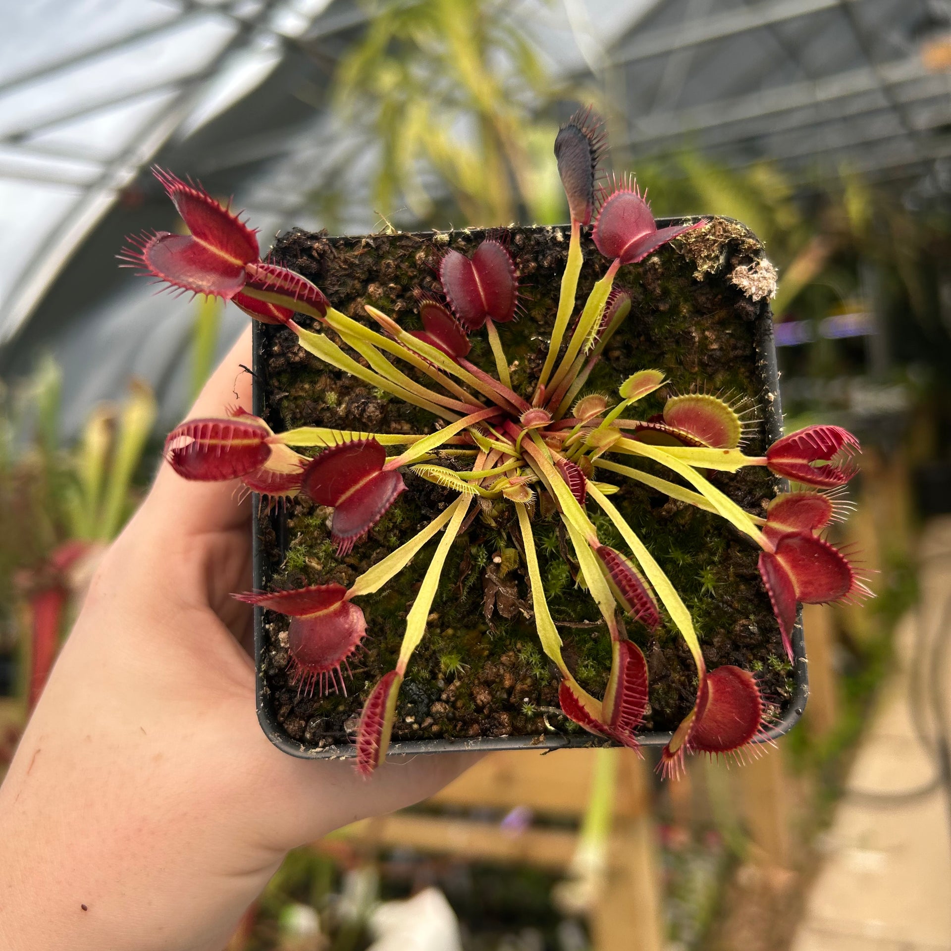 ミドリムシ Venus Flytrap- Dionaea muscipula 'boomans mutant' – Carnivero