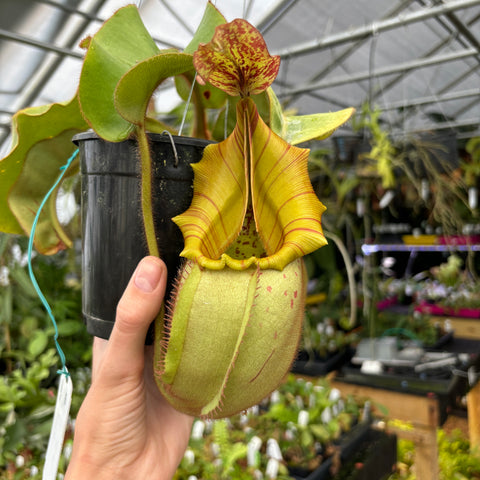 Nepenthes veitchii Candy x Candy Yamada plant with a red speckled hood and green leaves in a pot
