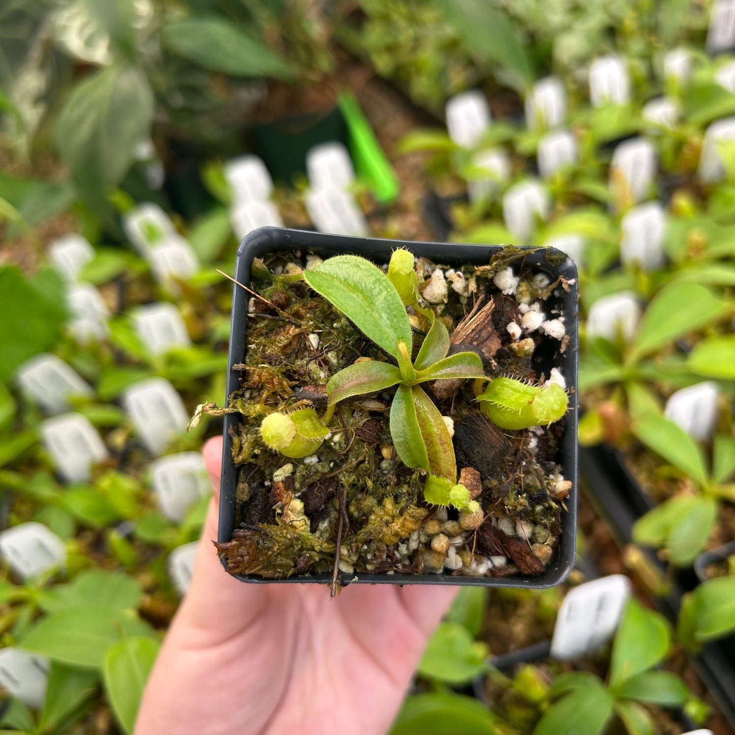 Nepenthes 'Whisper' x 'Redonkulas', CAR-0502