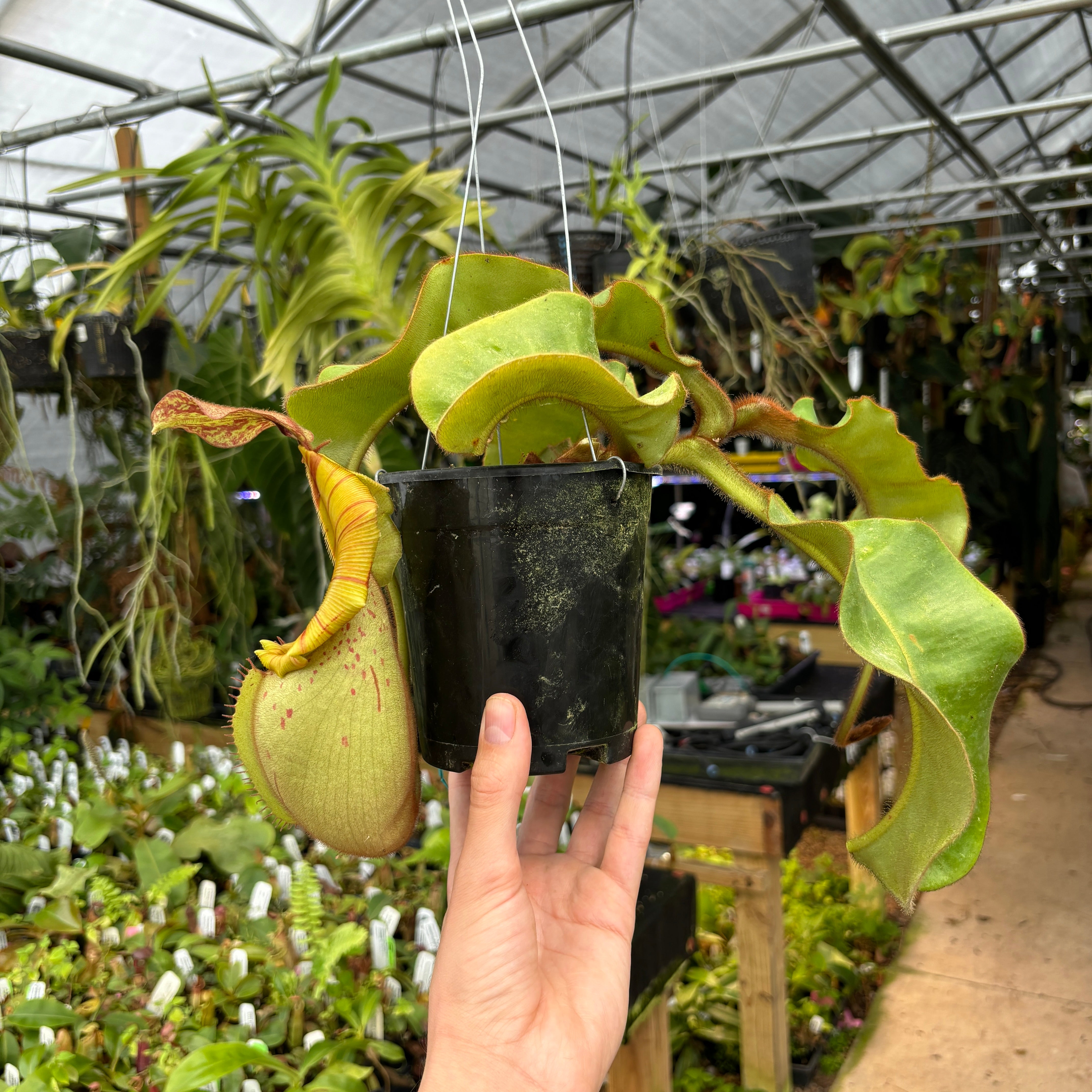A403] Nepenthes veitchii (Candy x Candy Yamada) – Carnivero
